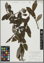 Foto von Salix appendiculata Vill.